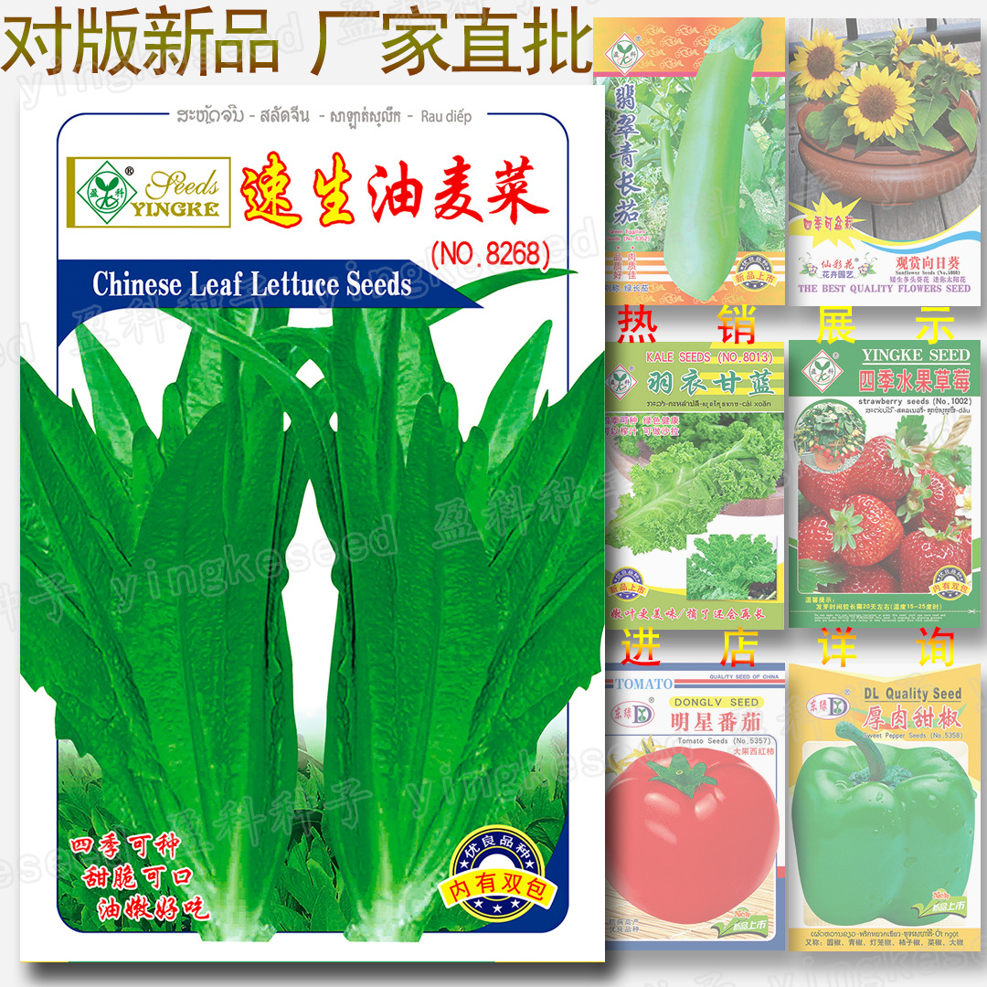 约6000粒速生油麦菜种子 香油麦 莜麦菜 苦菜 阳台四季油香唛种籽