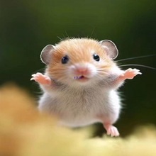���B�}���Lë��z��С���ﲨ���̲貼���y�������n��������ͻ\��
