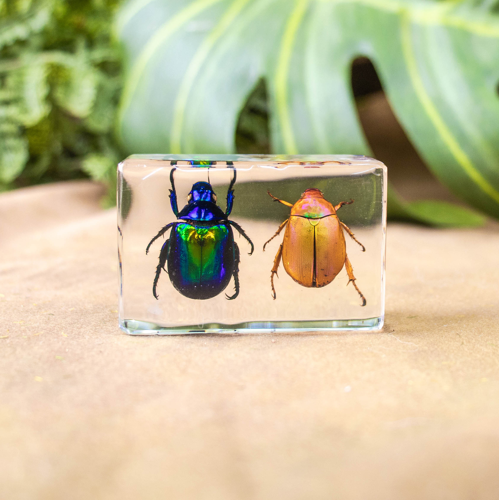 두 종류의 황금 거북이