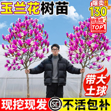 娇红玉兰花树苗香玉兰牡丹带花苞红白紫黄室外庭院花卉庭院别墅阳