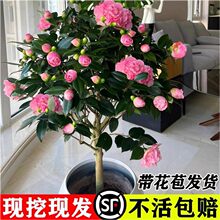 �軨��������ɽ�軨�����ļ����B���܎������҃����̨ͥԺ�Gֲ