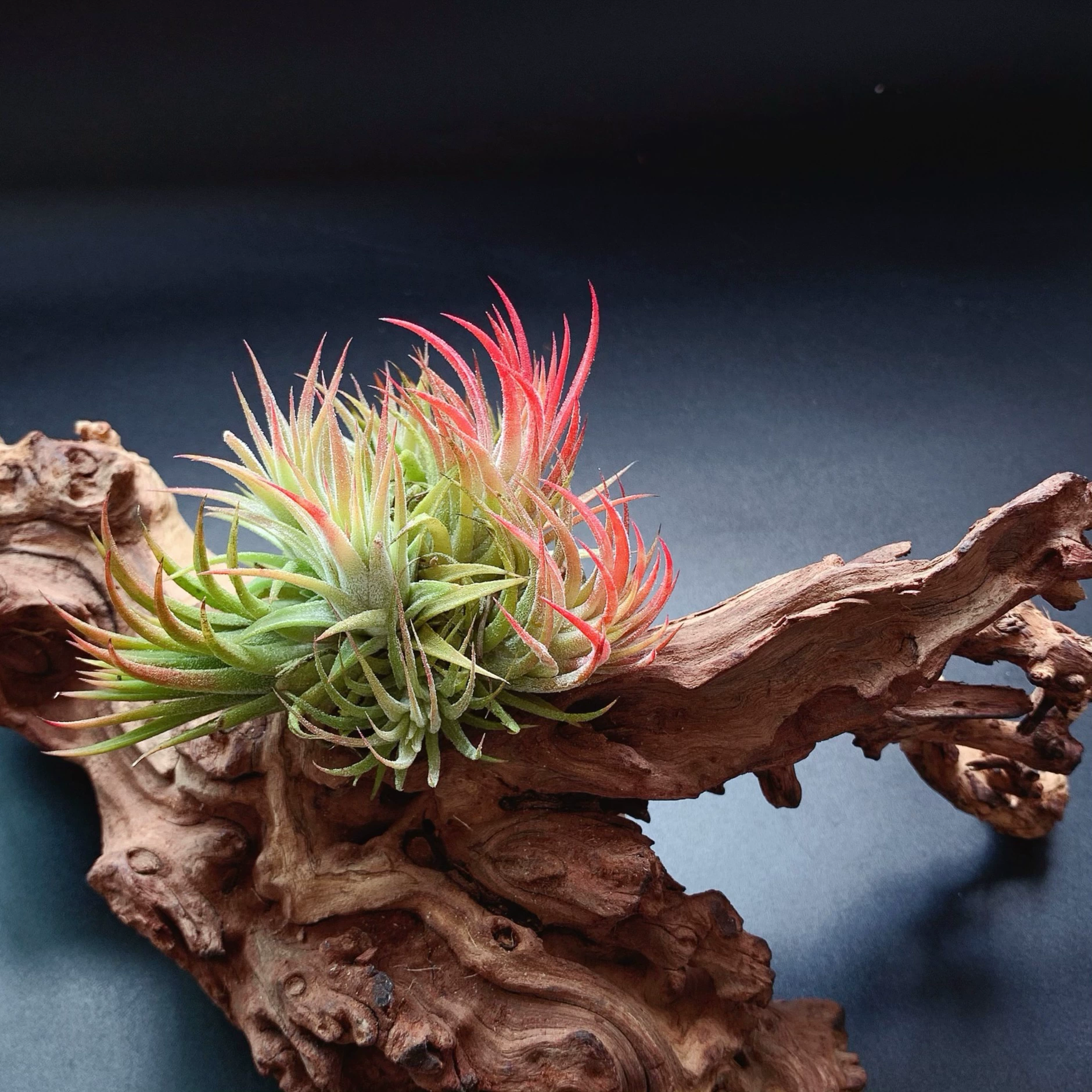 Завод прямые поставки база прямые волосы воздух ананас беспочвенный завод Лебедь эльф