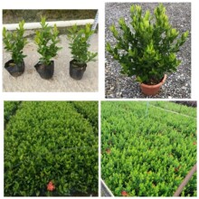 С�~���������� ���~���������� �߶�20-30cm ͥԺС�^���^�G��