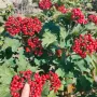 常年荚蒾