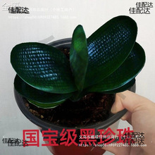 君子兰旗舰店一叶苗麻脸珍珠王宽叶短叶圆头和尚名贵
