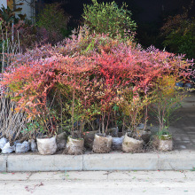 室内南天竹盆栽树苗庭院水养植物火焰红天竺室外花境绿篱景观植物