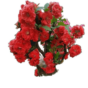 �ͺ����Ļ�����ͥԺ�̨�҃��⻨�ܾGֲ�ļ��_�������ȫ����