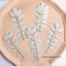 大尺寸翻白叶干树叶压花手工diy材料滴胶手机壳幼儿园少儿手工制