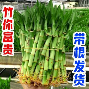 �_�\�񎧸�ˮ�B�฻�F��ֲ��͏dֱ���������ļ���Gֲ����