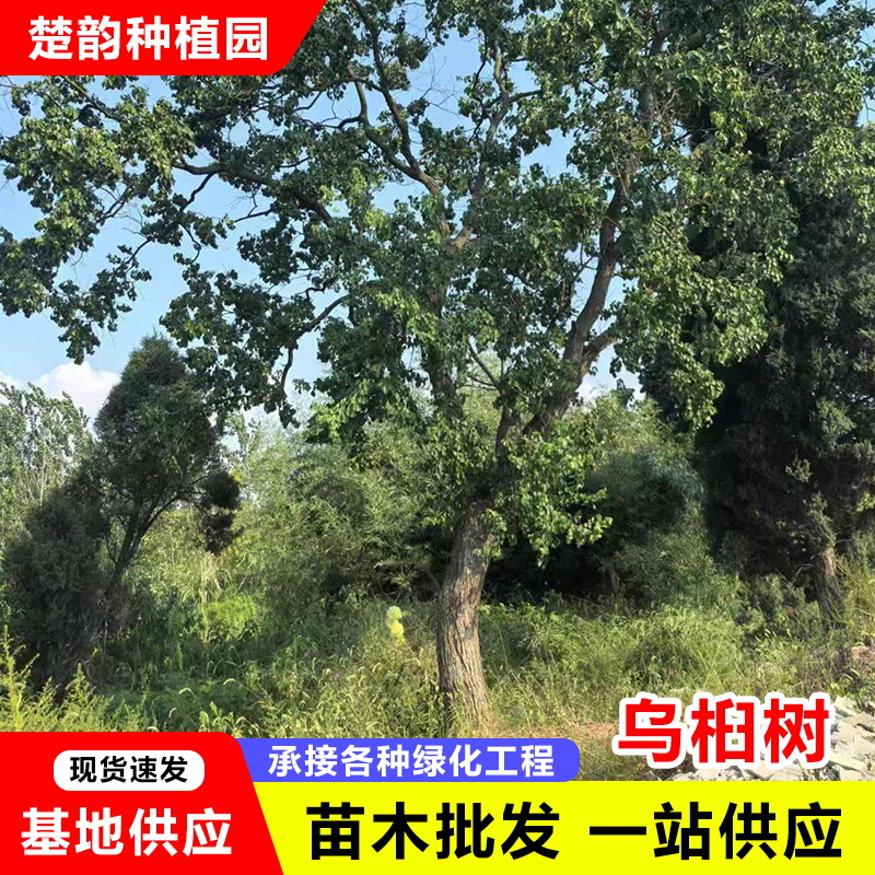 乌桕苗乌桕树苗丛生乌桕树苗耐寒彩叶树大型庭院道路景观树