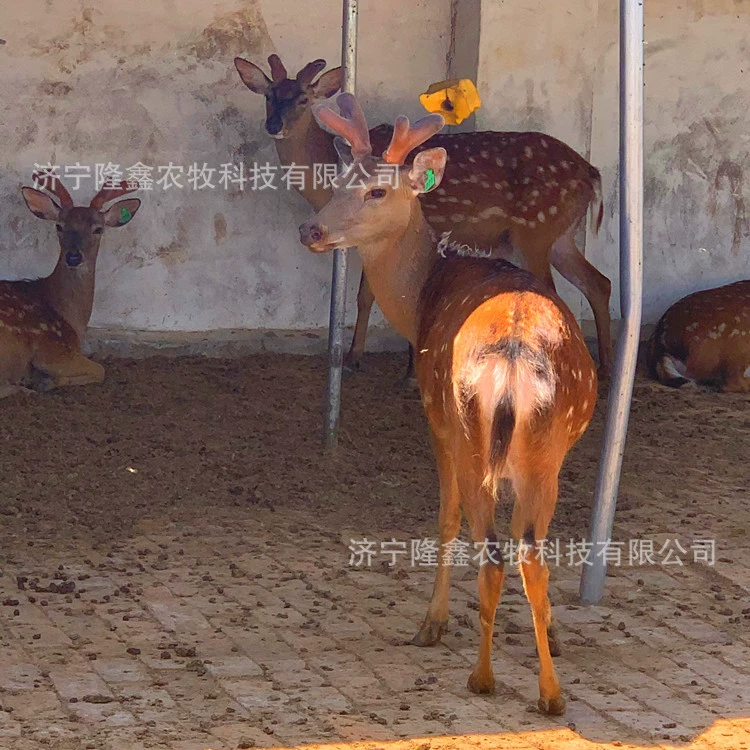 Касима Олень Гарден Наблюдаемый Пятнистый Олень Живой Продается Взрослый разведение оленя