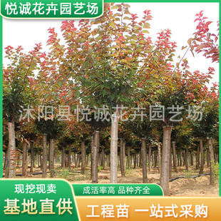Beauty Plum Seedlings Wholesale Greening Seedlings Color Block Hedge Sidewalk Decoration Courtyard Ornamental Double Beauty Plum Seedlings