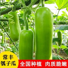常豐瓠子瓜種籽高產青葫蘆短棒種子四季陽台種植蔬菜種孑大全