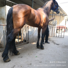纯阿拉伯马多少一匹 汗血马养马场图片 汗血马教学视频