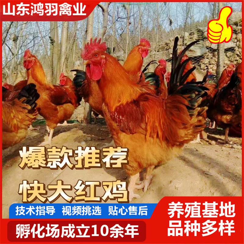 红玉鸡苗 大红公鸡苗   大体鸡  红公鸡小鸡活体  半大脱温鸡