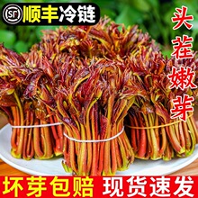 香椿芽新鲜顺丰2024头茬红油香椿嫩叶野生当季蔬菜整箱产非咸菜