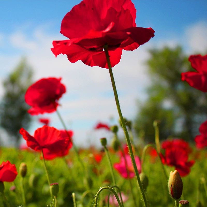 【Исландское производство цветков мака】 Семена цветов оптом Семена Four Seasons Цветок георгины