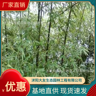 Base Wholesale Self-Produced Bamboo Seedlings Garden Plants White Powder Bamboo Scenic Area Landscaping Project Greening Seedlings