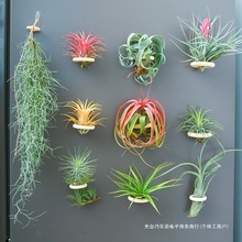 空气凤梨植物室内实木圈磁铁石吸铁套装含植物冰箱贴装饰绿植花草