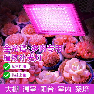 Full Spectrum Fill Light, Succulent Coloring Led Plant Light, Indoor Greenhouse Green Plant Flower and Fruit Seedling Sun Growth Light