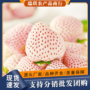 �����|��S�S�C����ѩ��ݮ3�����Ͱײ�ݮ���rˮ����ݮˮ�����l