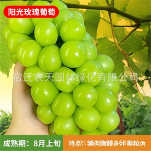 Sunshine Rose Fragrance Romantic Red Grape Sapling New Variety Extra Large Nuclear Climbing Fruit Sapling Produces Fruit in the Same Year