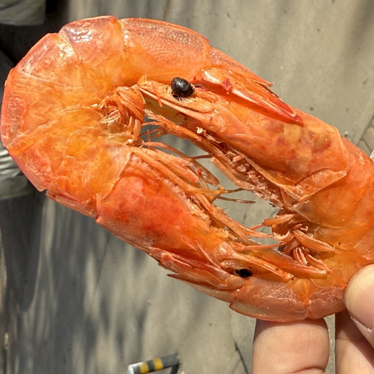 大号山东烤虾干即食大虾炭烤烘干虾办公室零食500g整箱批发小零食