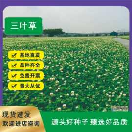 批发三叶草种子红三叶草草籽白三叶净籽四季常青园林绿化籽种包邮