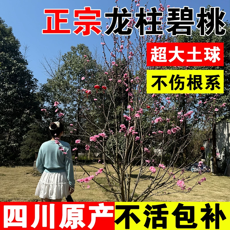 Драконьи колонны, персиковые деревья, сичуаньский сад, морозостойкий проект озеленения двора, ландшафтный открытый кустарник, декоративное ландшафтное дерево