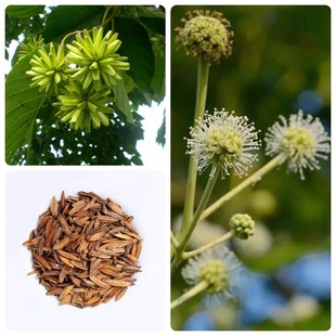 ����ϲ��N�� �e��ǧ�ɘ� ˮ�� ˮͩ�� ��ɏ�� ���󃞻� �߳�ѿ��