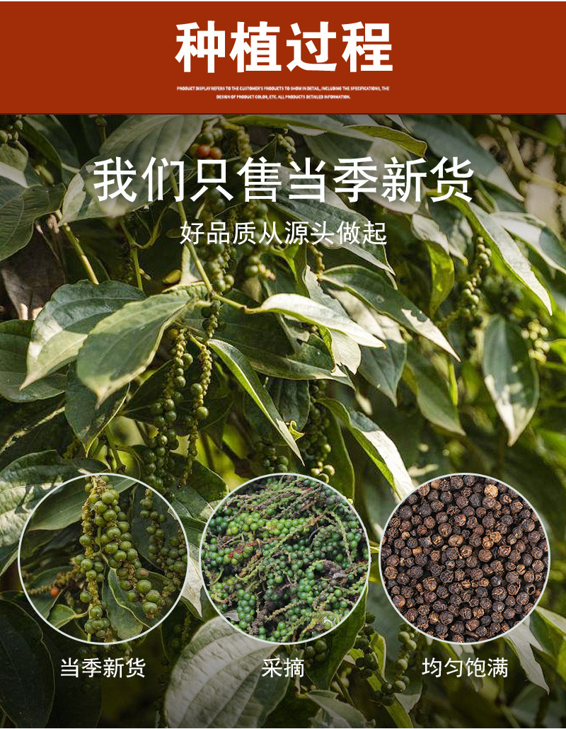 Black Peppercorns (Piper nigrum) — Whole Dried Spice, Bulk Culinary Grade specifications