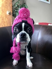 Winter and Autumn Warm Windproof Plush Dog Hat Knitting Ball Dog Head Cover New Hot Sale Pet Hat