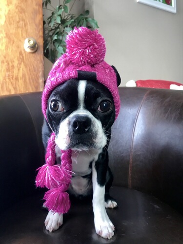Winter and Autumn Warm Windproof Plush Dog Hat Knitting Ball Dog Head Cover New Hot Sale Pet Hat