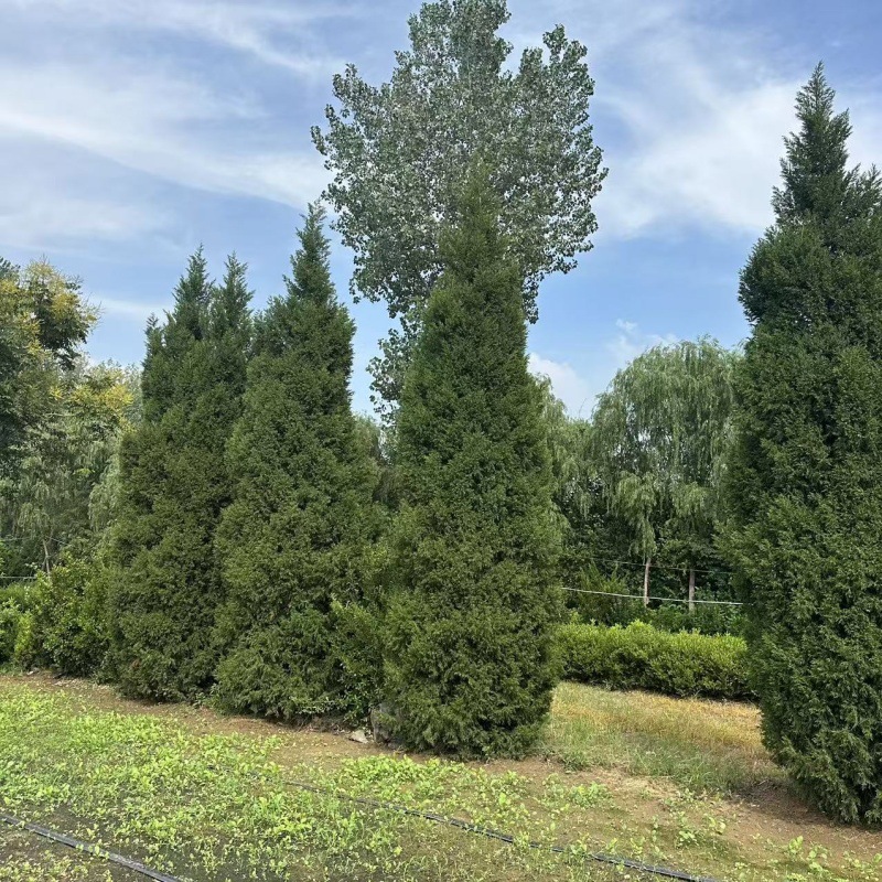 蜀桧树苗5-8米高蜀桧柏树塔柏植物铅笔柏桧蜀松柏树1.5米产地价格-阿里巴巴