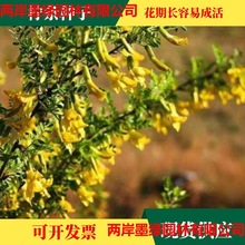 柠条种子 锦鸡儿 柠条籽 马集柴 老虎刺 护坡防风沙 耐盐耐沙固土