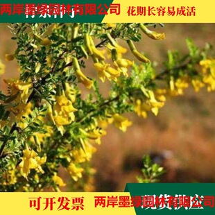 ���l�N�� �\�u�� ���l�� �R���� �ϻ��� �o�·��Lɳ ���}��ɳ����