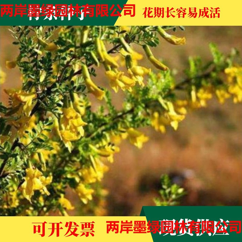 柠条种子 锦鸡儿 柠条籽 马集柴 老虎刺 护坡防风沙 耐盐耐沙固土