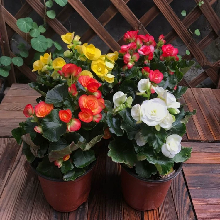 Ригер Бегония Комнатные цветы в горшках Цветы Four Seasons Роза Бегония цветок двойной лепесток с доставкой бутона