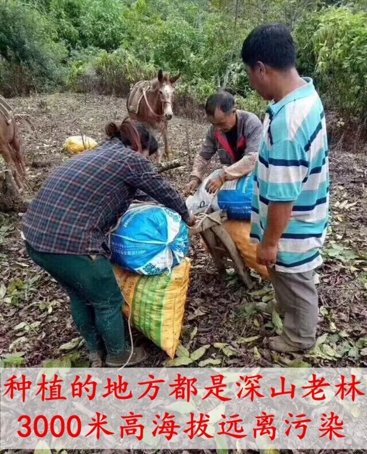 Yunnan Wenshan Sanqi Sliced Notoginseng Tianqi Root Pieces 20 30 Head Dried Cut Slices Can Be Ground to Powder preparation