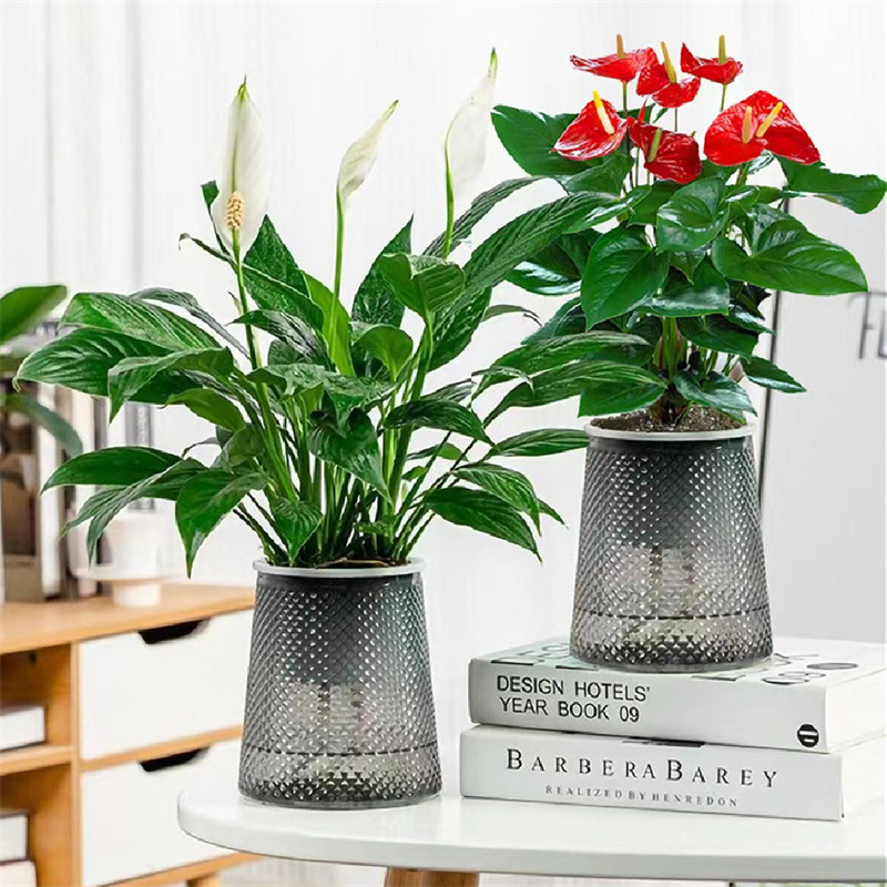 합리적인 가격의 프리미엄 안스리움 + 프리미엄 화이트 팜(회색 별이 빛나는 화분) + 영양액