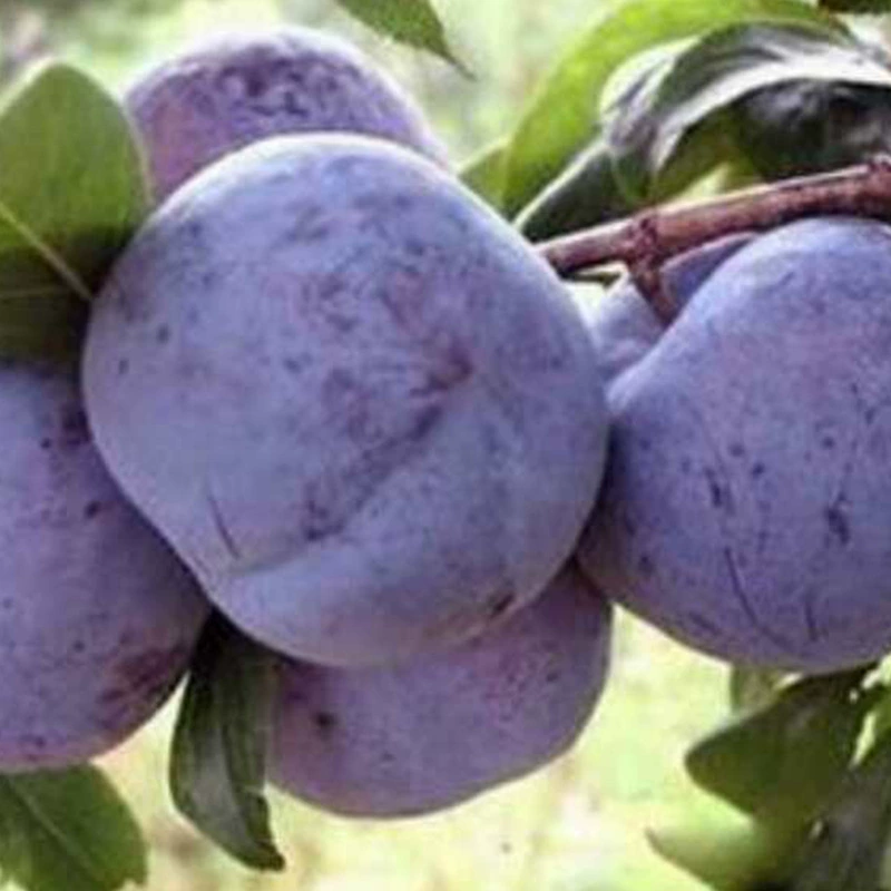 Черный драгоценный камень Рассада сливы Черный Ba Wang Рассада сливы Большая черная рассада сливы Прививка Черный драгоценный камень Черный Бурин Слива Фрукты