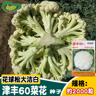 �ȃ��_���S60�˻��N�� �����ɻ��๣�ײ˻��N�� ���ﴺ��˻���