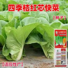 �ļ�٥�t�ķN�������������С�ײ˷N���͵͜��͟��ԏ������ײ�