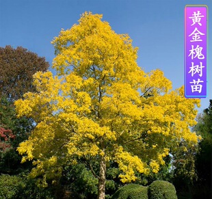 һ�����l���������������צ���S����@�־G��ͥԺ������ľ��