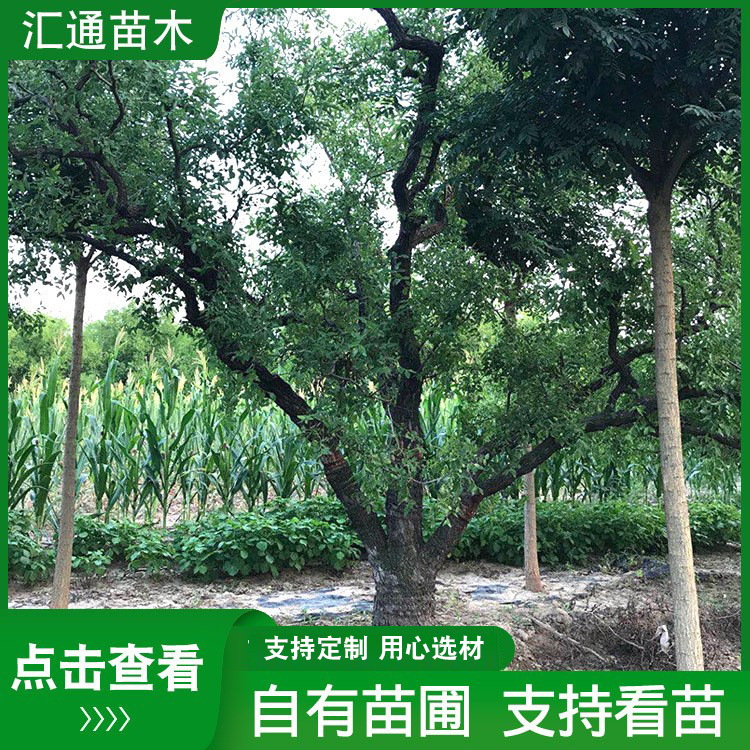 古枣树庭院阳台树苗种植嫁接枣树苗当年结果树盆栽地栽现货 枣树