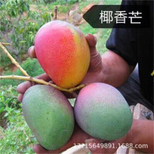椰香金煌芒果嫁接果树苗 台农桂七四季芒红贵妃凯特芒果树苗盆栽