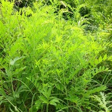 ���羳��؛���S�ηN�Ӄ��|Ĥ�v�S�ηN���ɹ��S�ηN�Ӽ��г���ș��