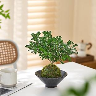 Pepperwood Moss Ball/Fragrance Indoor Desktop Hydroponic Plant Moss Ball Indoor and Outdoor Mosquito Repellent Green Plant Purification