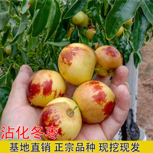 ��������Ǵ󗗗�����մ��������޽���������������Ϸ������Nֲ