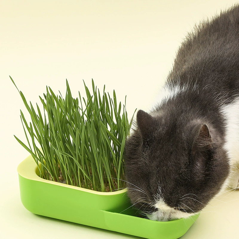 Новый ящик кошачьей травы нет воды почвы в горшках рассады семян пшеницы, чтобы помочь пищеварению чистые устные закуски чистая кошачья трава